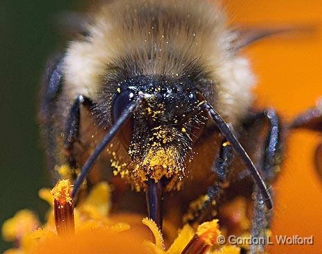 Pollen Face_51458.jpg - Photographed at Ottawa, Ontario, Canada.